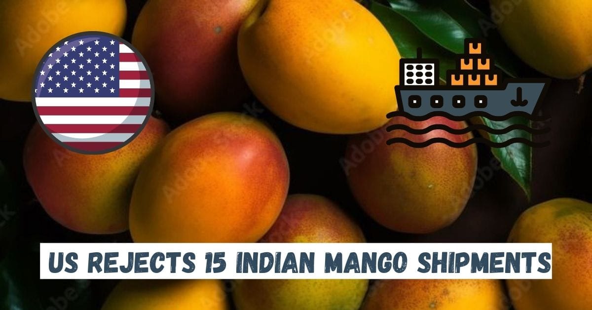 US Rejects 15 Indian Mango Shipments